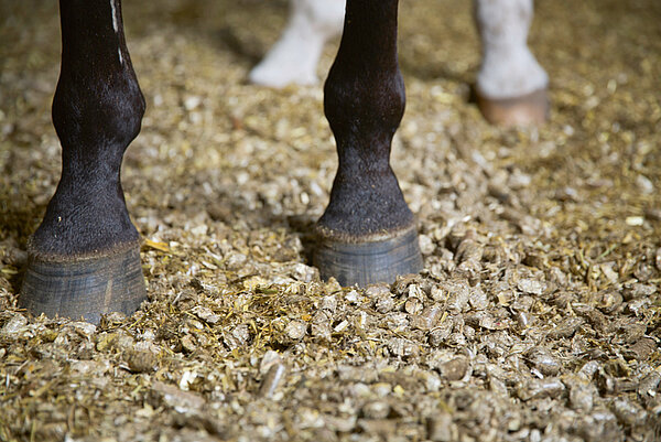 Idéal pour les chevaux