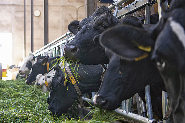 Précurseur en matière de qualité du fourrage